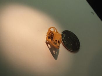Media type: image;   Herpetology R-18364